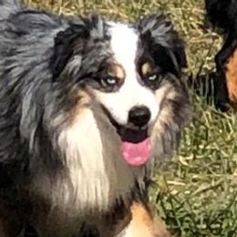 Miniature Australian Shepherds from Williams Shepherds