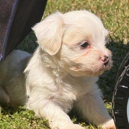 Archer - White male Havanese puppy in Cadwell, Georgia from Hashtag Havenese