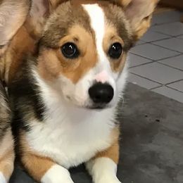 Cardigan Welsh Corgi and Pembroke Welsh Corgi All Grown Up from Dream Giver Corgis