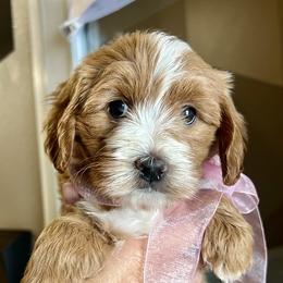 Rae's Pink Female - Apricot female Goldendoodle puppy in Great Falls, Montana from Montana Goldendoodles