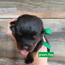 Green boy - Black and mahogany male Rottweiler puppy in Custer County, Oklahoma from Rough Creek Kennels