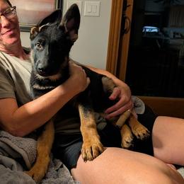 Finja vom Nutzenhof - Bi-color female German Shepherd puppy in Bath, Michigan from Nutzenhof