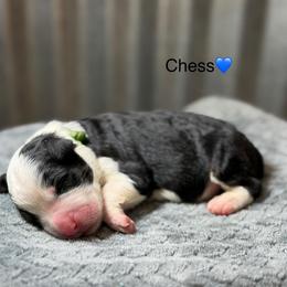 Chess - Tri-color male Bernedoodle puppy in El Campo, Texas from Little Fur Friends Bernedoodles