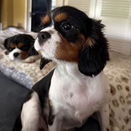 Molly - Cavalier King Charles Spaniel