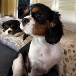 Molly - Cavalier King Charles Spaniel