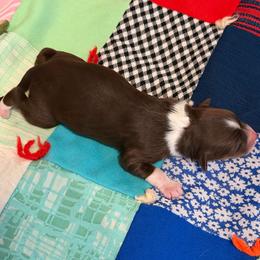 Hope - Red tri-color female Australian Shepherd puppy in Harrah, Oklahoma from Kamm's Aussies