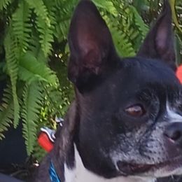 Diana - Boston Terrier