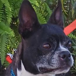 Diana - Boston Terrier