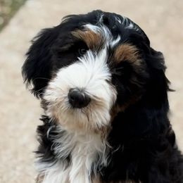 Bernedoodles, Bernese Mountain Dogs, Goldendoodles, and Golden Retrievers from Goldens and Doods of TN