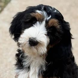 Bernedoodles, Bernese Mountain Dogs, Goldendoodles, and Golden Retrievers from Goldens and Doods of TN