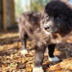 Purple - Badger female Colorado Mountain Dog puppy in Crestview, Florida from Victory Family Farm