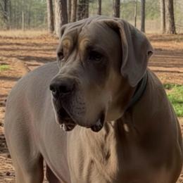 Sobee - Great Dane