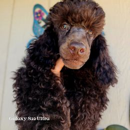 Adam - Brown male Poodle puppy in Coarsegold, California from Love Chocolate Poodles