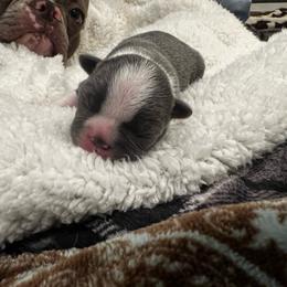 Blue Girl 1 - Blue female Boston Terrier puppy in Coopertown, Tennessee from Toon’s Boston Terriers
