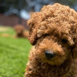 Poodles from Rawkiss Poodles