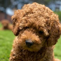 Poodles from Rawkiss Poodles