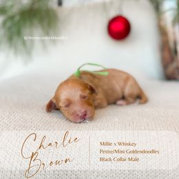 Charlie Brown - Apricot male Goldendoodle puppy in Hiddenite, North Carolina from Rose and Reid Doodles