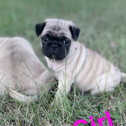 Girl 1 - Pug puppy in Rushmore, Minnesota from Love of Pugs