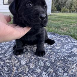 Orange Collar - Black female Labrador Retriever puppy in Longview, Washington from Northwest Cairn Terriers