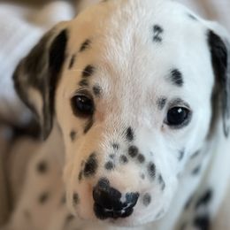 Boy 8 Black “Jack” - White and black Dalmatian puppy in Franklin, Tennessee from Gentry’s Dalmatians