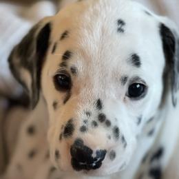 Boy 8 Black “Jack” - White and black Dalmatian puppy in Franklin, Tennessee from Gentry’s Dalmatians