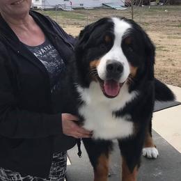 Pixie - Bernese Mountain Dog