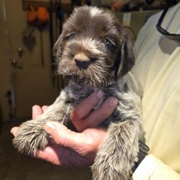Boy 2 - male Wirehaired Pointing Griffon puppy in Flagstaff, Arizona from Agassiz Wirehaired Pointing Griffons