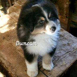 Miniature American Shepherd and Miniature Australian Shepherd Puppies from Cane Creek Aussies