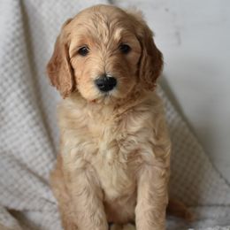 Goldendoodle Puppies from Edge Farm Goldendoodles