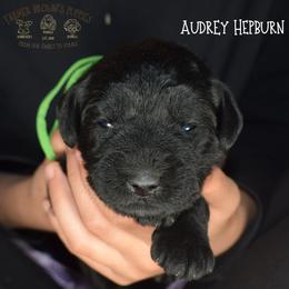 Audrey Hepburn - Black female Miniature Schnauzer puppy in Sedalia, Missouri from Farmer Brown's Puppies
