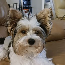 Kalev - Biewer Terrier
