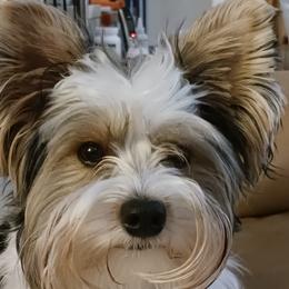 Kalev - Biewer Terrier
