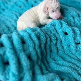 Light Purple - Apricot female Labradoodle puppy in Ellenwood, Georgia from Four Paws Down