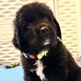 Boy 5 - ACK Registered Neon Yellow - Black male Newfoundland puppy in Marshall, Missouri from Majestic Gentle Giants