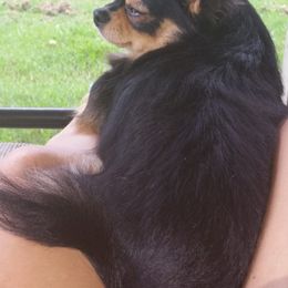 Chihuahuas from Two Rivers Chihuahuas
