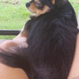 Chihuahuas from Two Rivers Chihuahuas