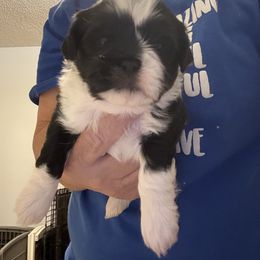 Wilbur - Black and white male Shih Tzu puppy in Boiling Springs, South Carolina from Sherry Whiteside's Shih Tzus