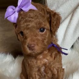 Treasure - Red  female Goldendoodle puppy in Decatur, Texas from Scherrer Sweet Goldendoodles