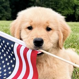 Chesapeake Bay Retrievers and Golden Retrievers from Oxford Farm Kennels