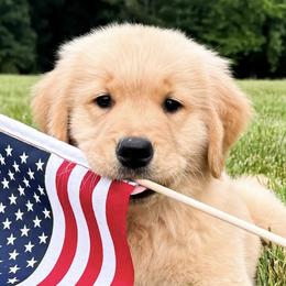 Chesapeake Bay Retrievers and Golden Retrievers from Oxford Farm Kennels