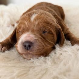 River - Red female Cavapoo puppy in Preston, Idaho from Rocking JH Pup Co
