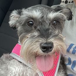 Molly - Miniature Schnauzer