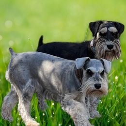 Miley - Miniature Schnauzer