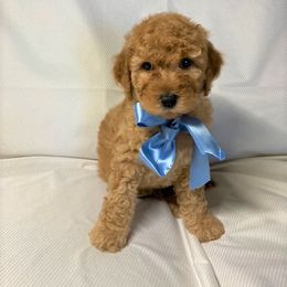 Goldendoodle Puppies from OnlyGoldendoodles