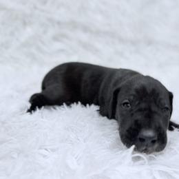 Luna Lovegood - Black female Great Dane puppy in Montgomery, Texas from KD Sweet Southern Danes