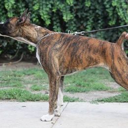 Boxer Puppies from Big Mac Boxers