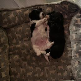 Baby boy Ricky - Chocolate male Havanese puppy in Manteca, California from Happy Havanese Gems