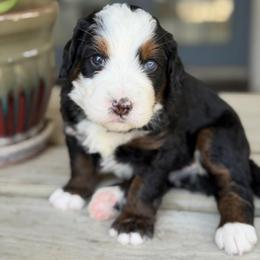 Sausage - Tri-color male Bernedoodle puppy in El Campo, Texas from Little Fur Friends Bernedoodles