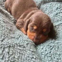 Blue - Blue and tan male Dachshund puppy in Cottage Grove, Oregon from Freckled Roots Farm Dachshunds