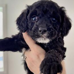 Black Tuxedo Male - Black male Goldendoodle puppy in Clarksville, Tennessee from Tennessee Goldendoodles, since 2014